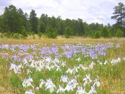 Colorado Iris Field.